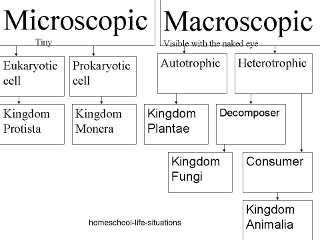 biology key